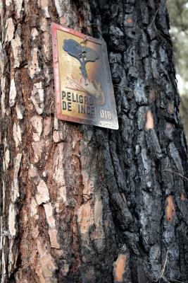 Un cartel en el tronco de un pino canario quemado por el fuego de un fuego en 2010 advierte del riesgo de incendio forestal. 
