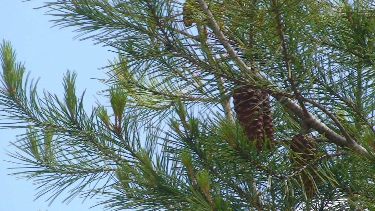 Desarrollan un método de teledetección de la cantidad de clorofila y carotenoides, y registrar los cambios estacionales, según sus proporciones.