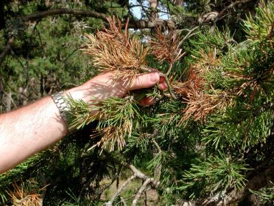 Las coníferas de hoja perenne son plantas en las que la cantidad de biomasa de las hojas varía poco a lo largo del año.