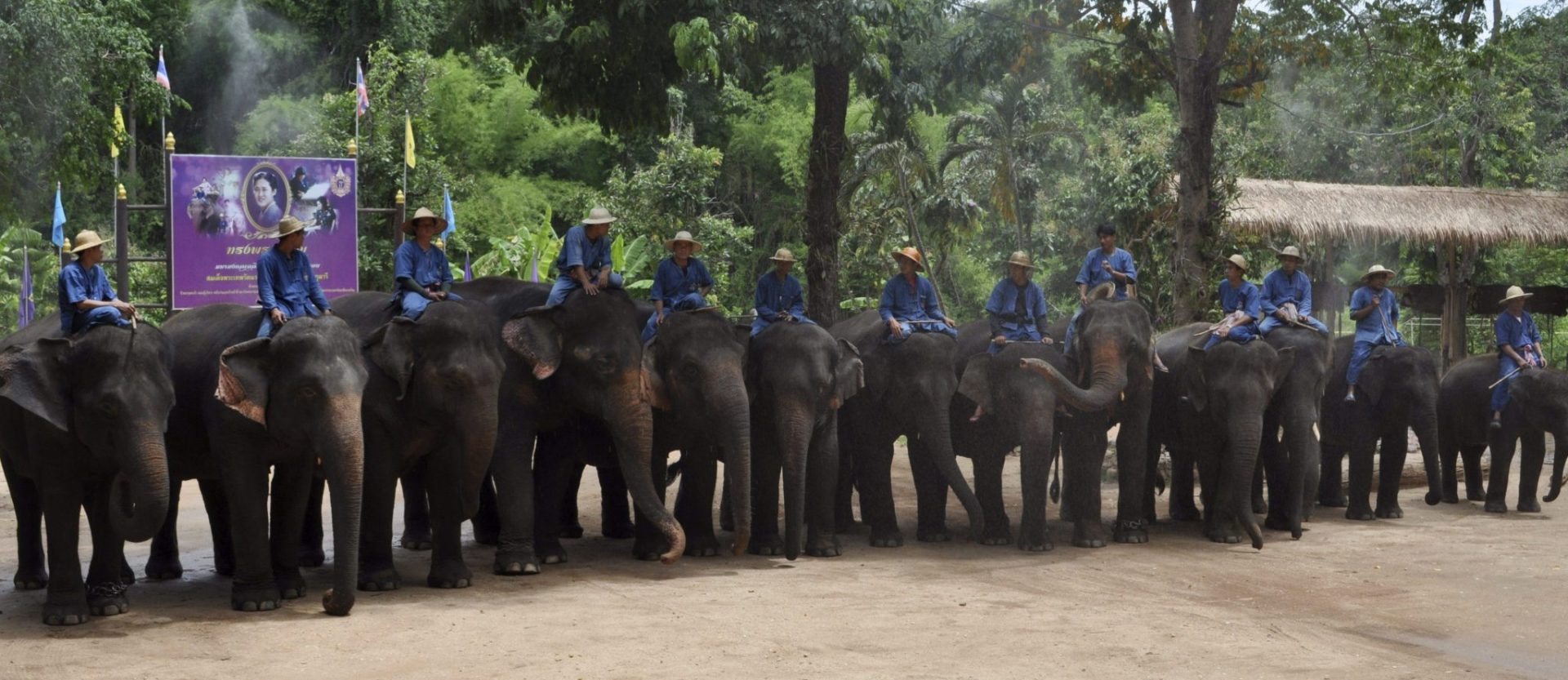 La pintura, entre las nuevas destrezas de los elefantes en Tailandia