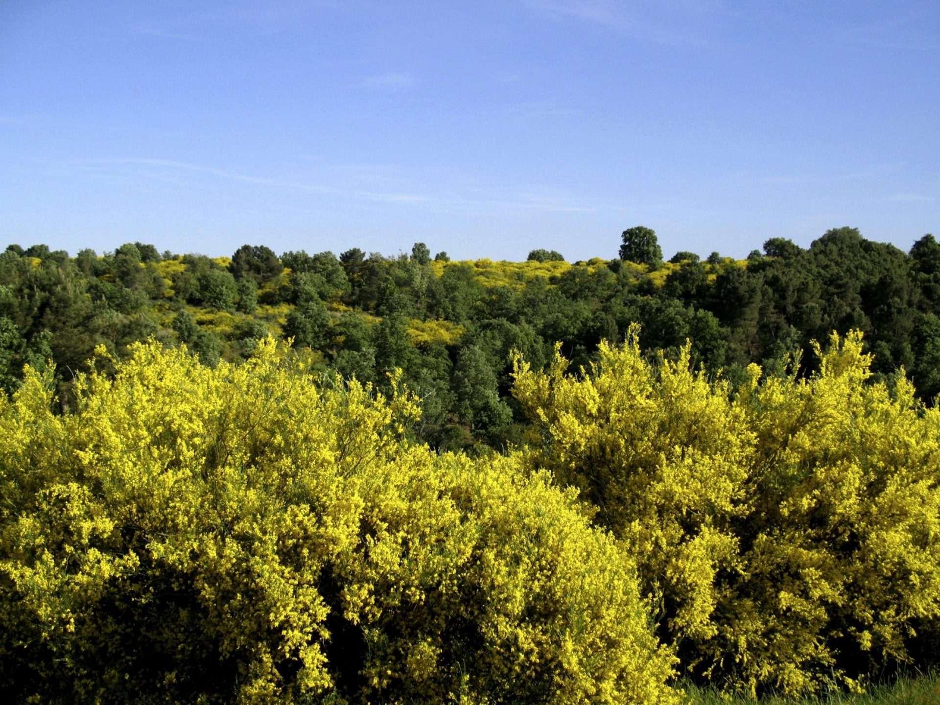 Retamas con flor amarilla.