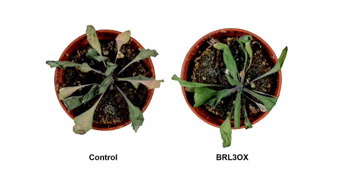 Plantas de Arabidopsis thaliana sometidas a condiciones de sequía. A la izquierda una planta control y a la derecha una planta que sobre-expresa el receptor BRL3. Imagen del CRAG.