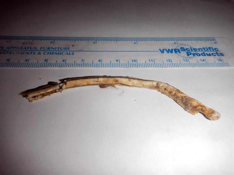 Longitud de la pajilla de plástico extraída de la fosa nasal de una tortuga lora. 