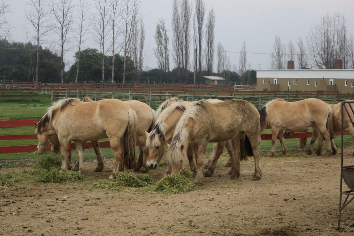 ponis