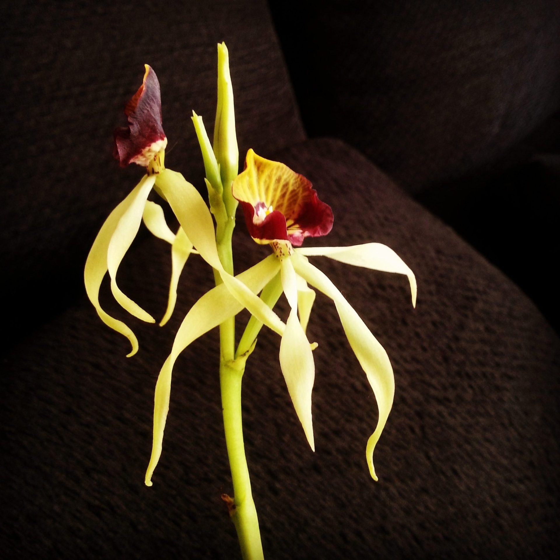 Orquídea Prosthechea cochleata . Foto del Grupo de Estudio y Conservación de las Orquídeas (Gecor)
