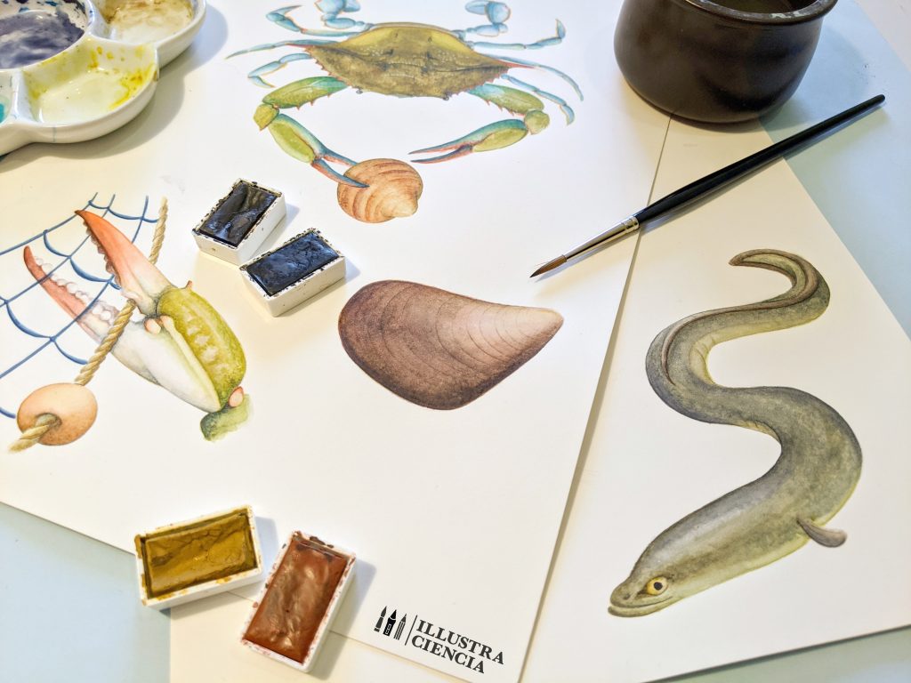 ilustración científica especies invasoras