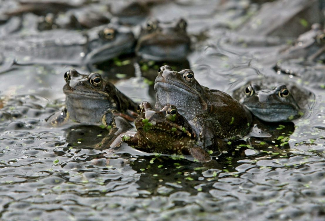 Ejemplares de rana común.