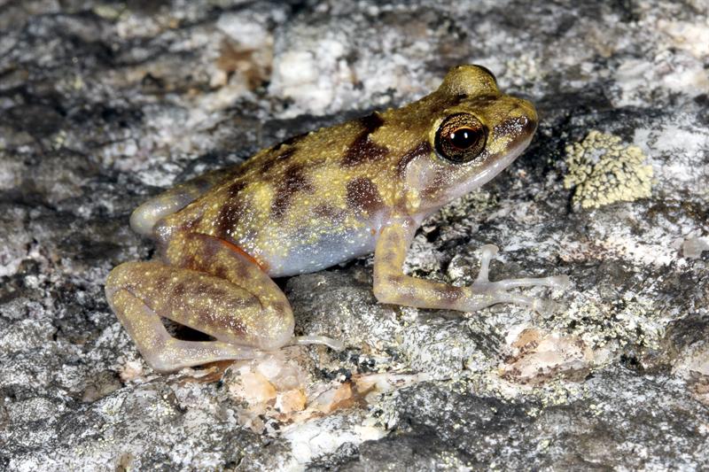 La pequeña rana, nueva especie descubierta por científicos en las montañas del cabo Melville (Australia). 