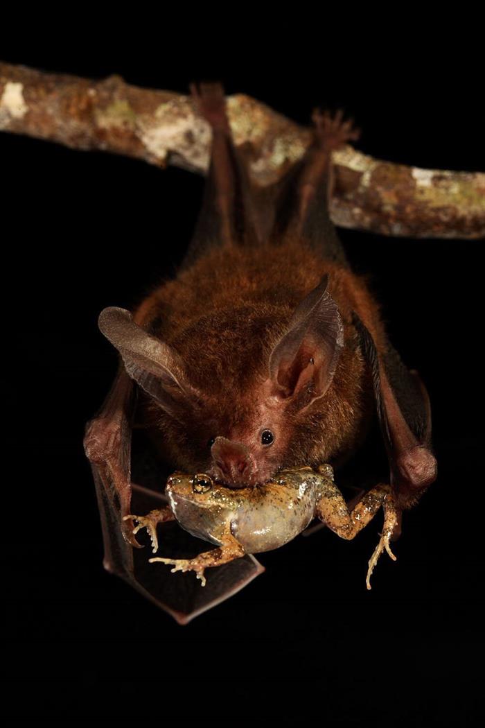 Foto que muestra a un murciélago comiendo una rana túngara, que se encuentra en México, América Central, Colombia, Venezuela y Trinidad y Tobago.  