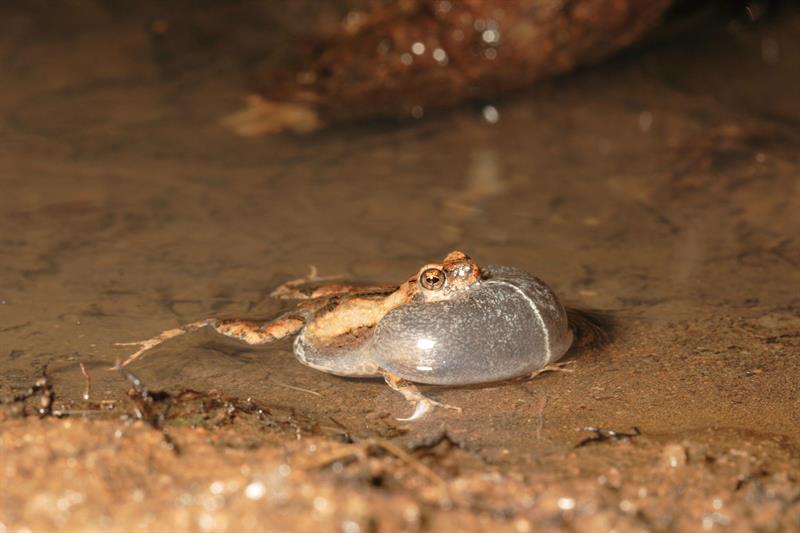 Ejemplar de una rana túngara, especie que emite un sonido para atraer a las hembras que perciben también los murciélagos, que son sus predadores.