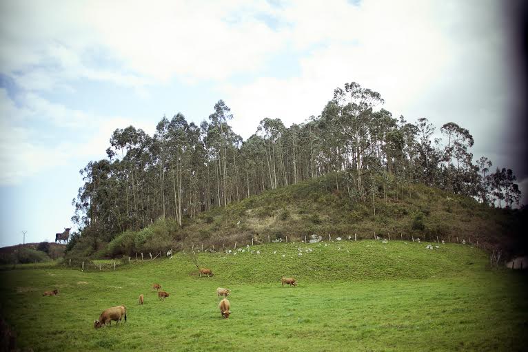 Prado con vacas. Foto facilitada por la red científica Remedia