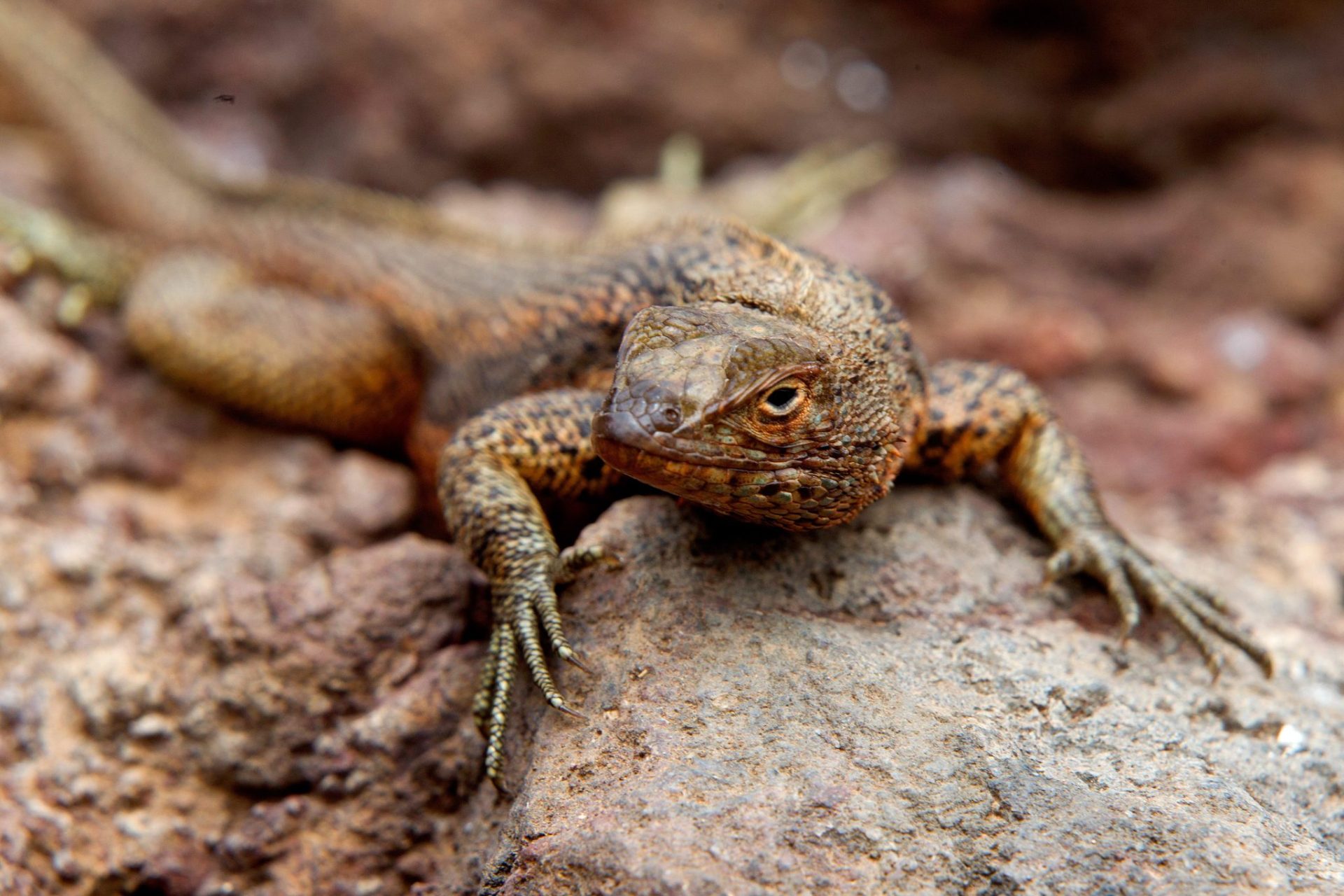 El cambio climático puede puede amenazar a los reptiles al reducir su flora bacteriana.