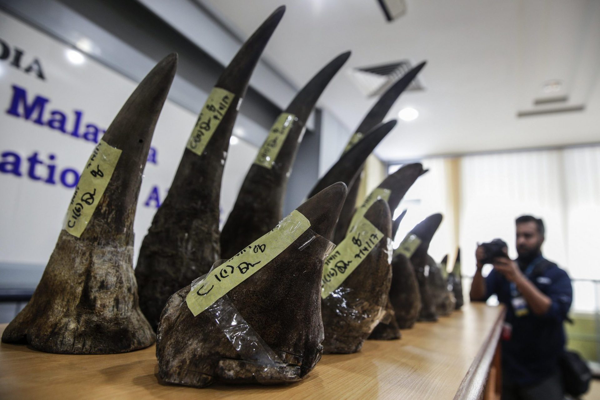 Parte del mayor alijo de cuernos de rinoceronte interceptado nunca en Malasia.