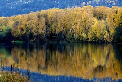 El color amarillo en los árboles se refleja en las aguas calmadas del río Drammen, en Drammen (Noruega)