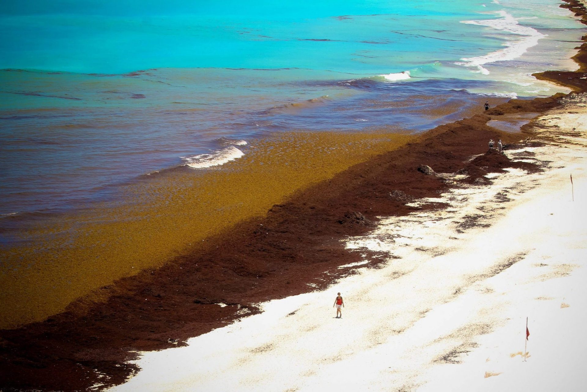 El sargazo cubre la playa de Puerto Morelos.