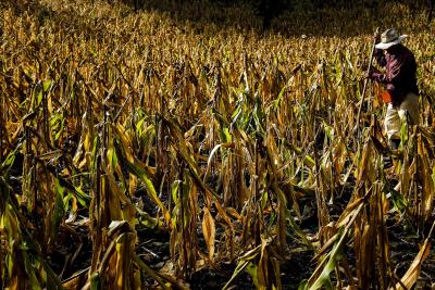 La sequía quema un cultivo de maíz en Guatemala. 