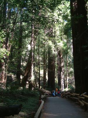 secuoyas del parque natural de "Muir Woods", que cumplió 100 años en 2008, y que fue designado monumento nacional de Estados Unidos por el presidente Theodore Roosevelt.