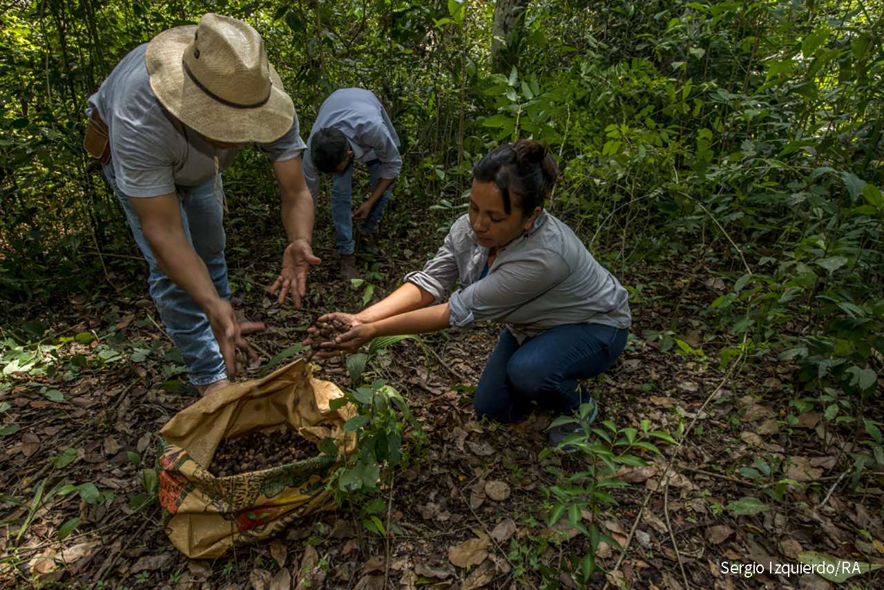 Recolección semilla de Ramón