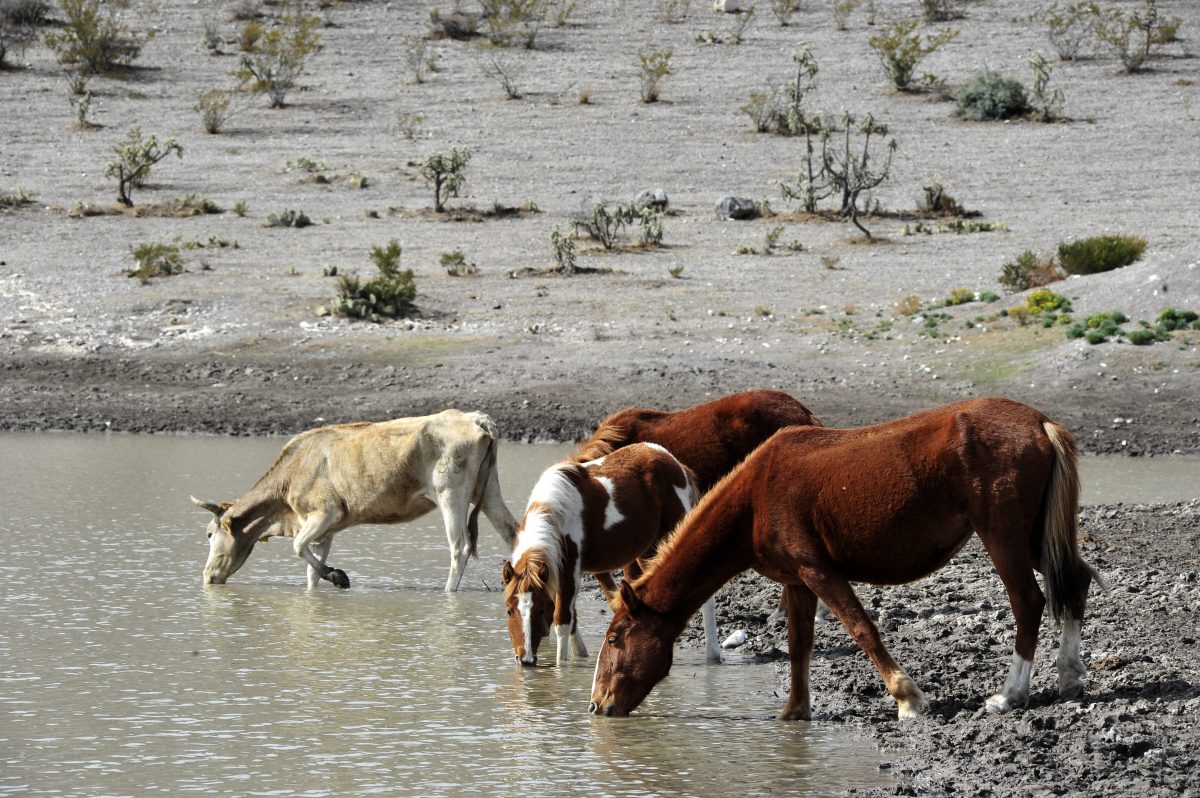 sequía-animales-agua