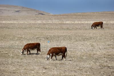 vacas tratan de alimentarse en en plena sequía 