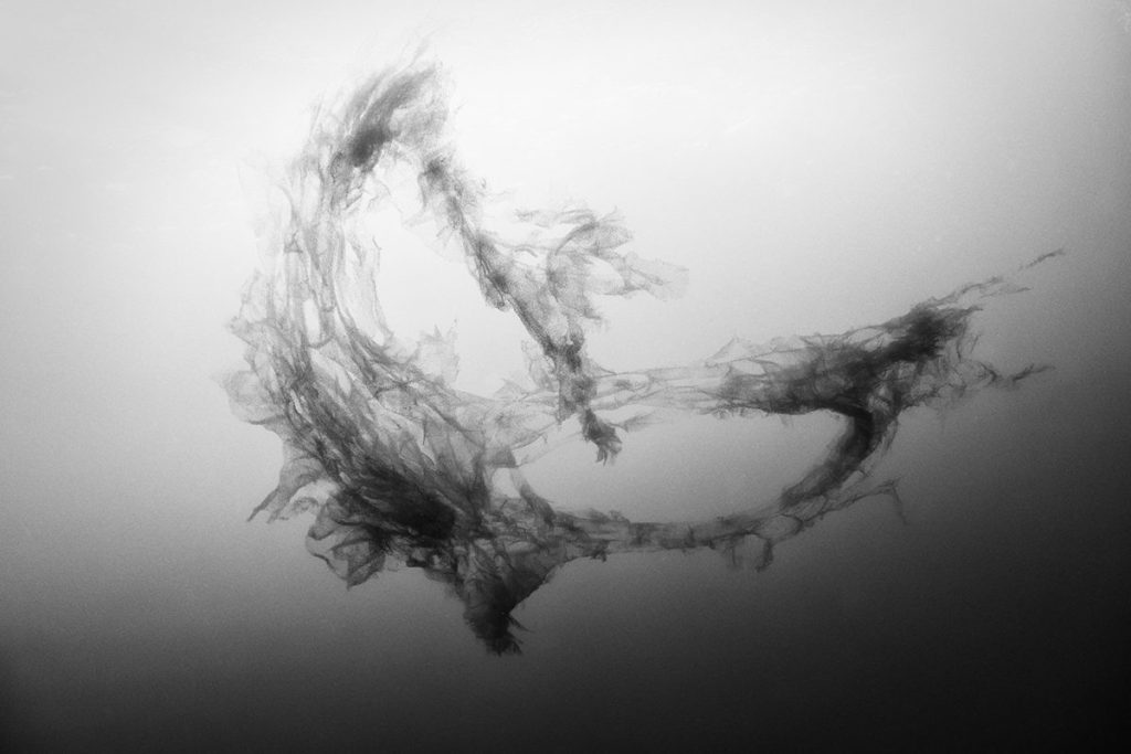 Sifonoforos cerca de la isla de Malpelo, Colombia. Foto: © Anuar Patjane Floriuk