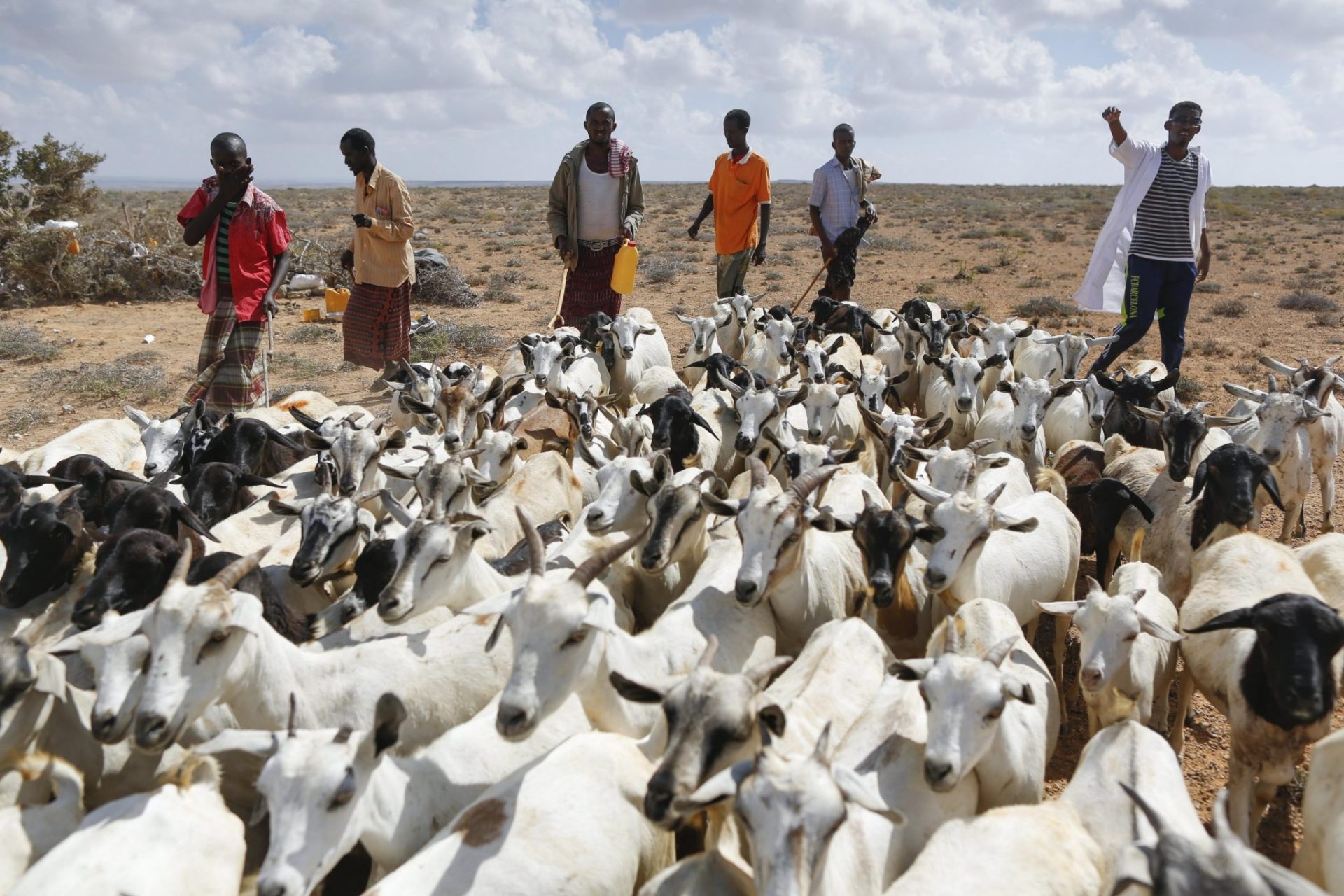 vacunan la economía somalí contra la sequía