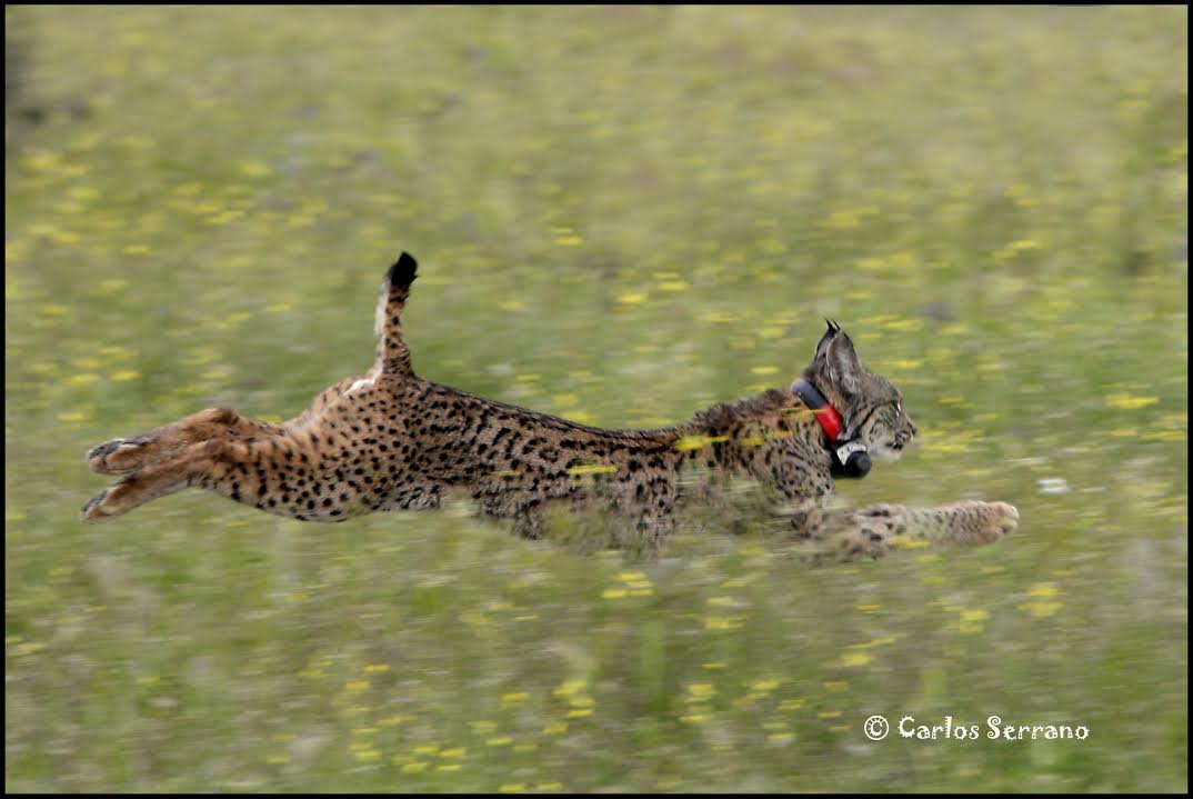 Moruno y Mazapán, 2 nuevos linces ibéricos liberados en los Montes de Toledo. Foto:Carlos Serrano/CLM