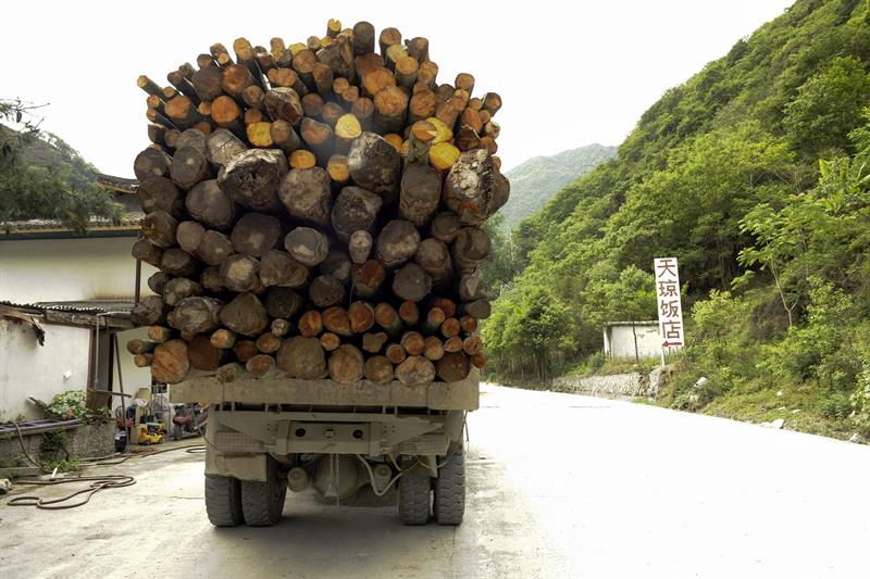 Un camión con troncos de árbol procedente de tala ilegal en Sichuan (China). 