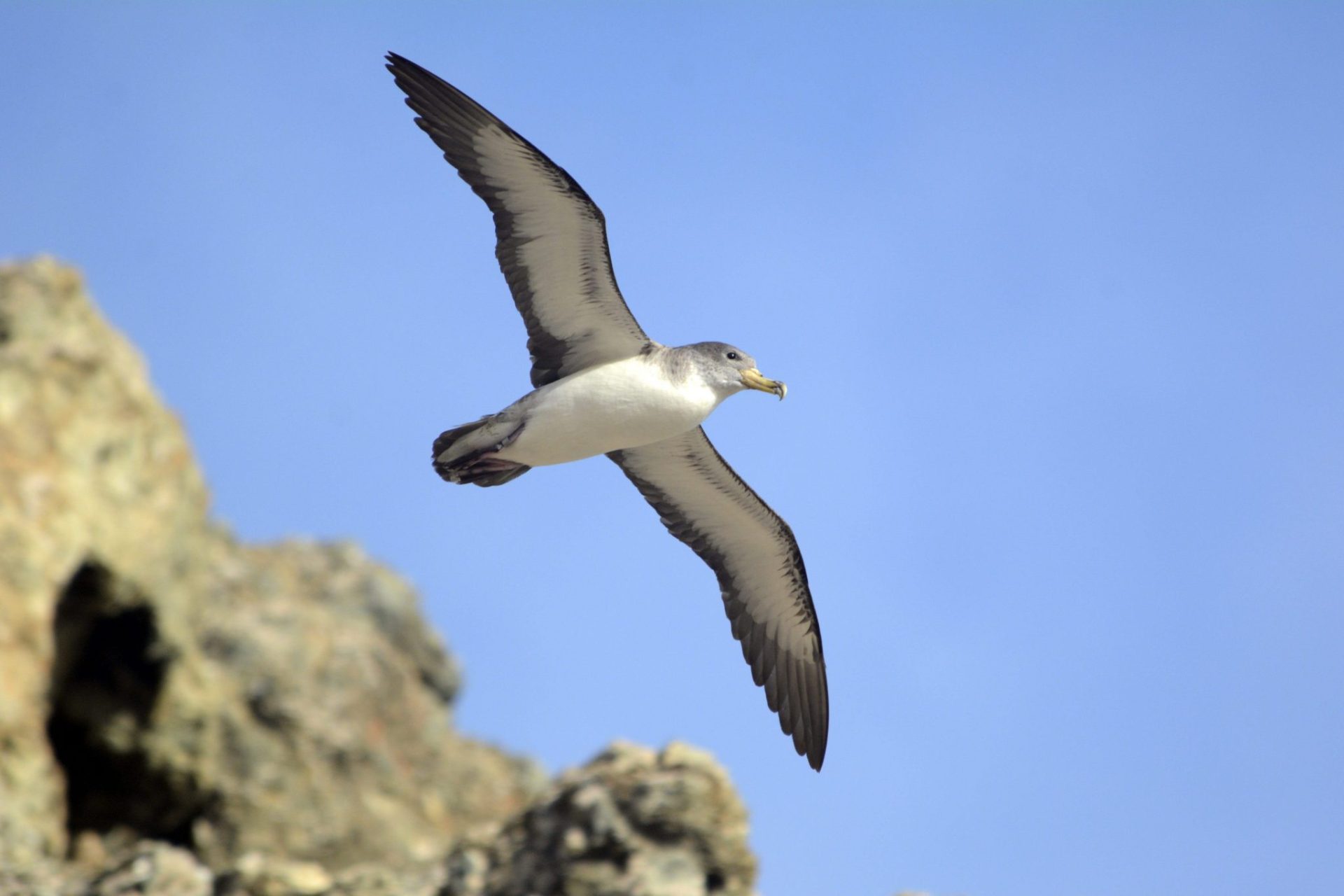 Vuelo de una pardela cenicienta. EFE/Birding Canarias