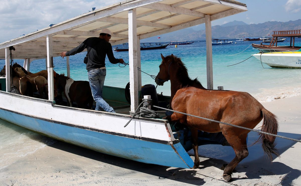 Evacuación de caballos en una barcaza tras el terremoto de Lombok