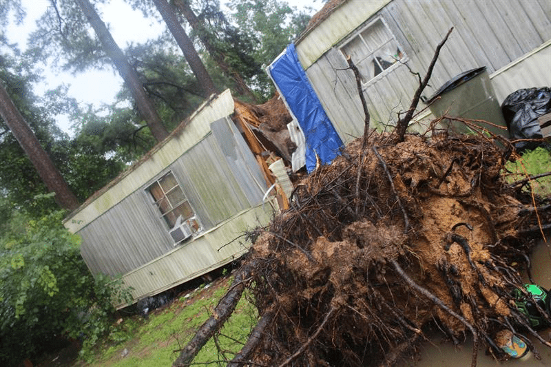  Las fuertes tormentas no solo dejaron inundaciones, también árboles causaron destrozos como esta vivienda que quedó partida en dos en la ciudad de Conroe (Texas). 