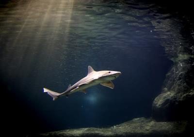Tiburón en un acuario.