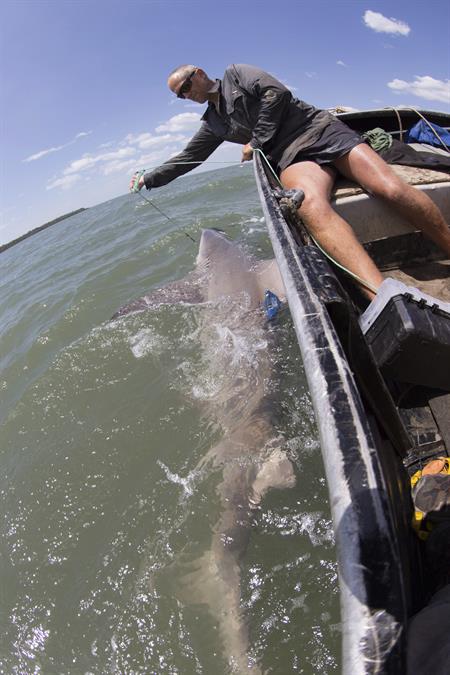captura de uno de los dos ejemplares adultos del raro y escurridizo tiburón lanza en las aguas del Cabo York, una remota zona del noreste australiano. 