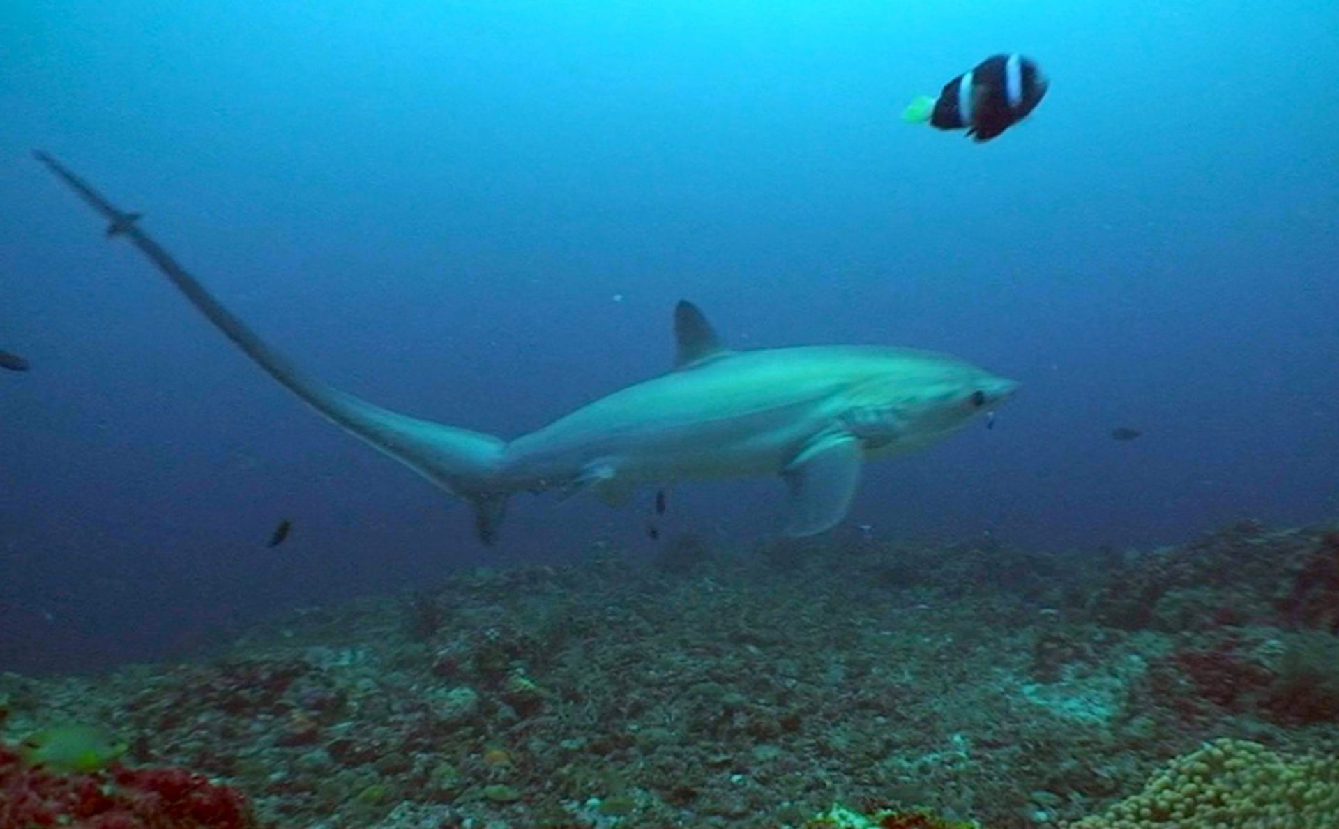 El tiburón zorro, una de las especies de escualos en peligro de extinción.