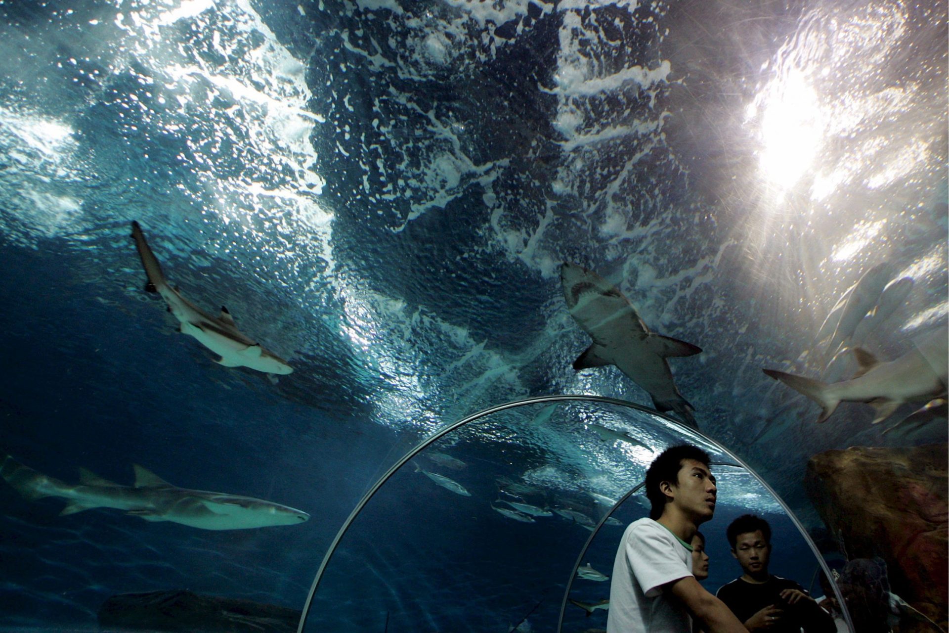 Varios ciudadanos pasean por debajo de un tanque de agua en el que nadan unos tiburones en el Aquarium de Shanghai (China).