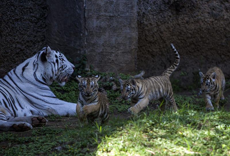 Los tres tigres de Bengala nacidos en agosto, con su madre Romina, que es albina.