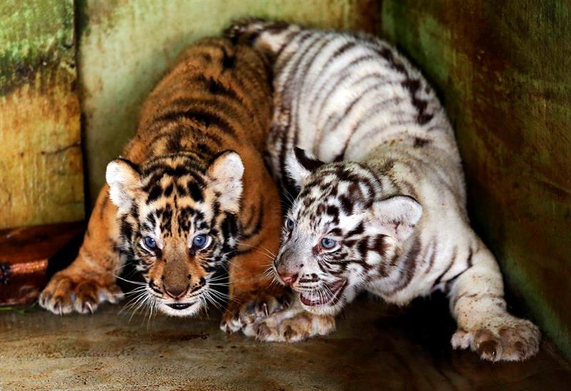 Dos pequeñas crías de tigre de Bengala, con apenas un mes de vida, juegan dentro de una jaula en un zoo de Medan, región de Sumatra del Norte (Indonesia).