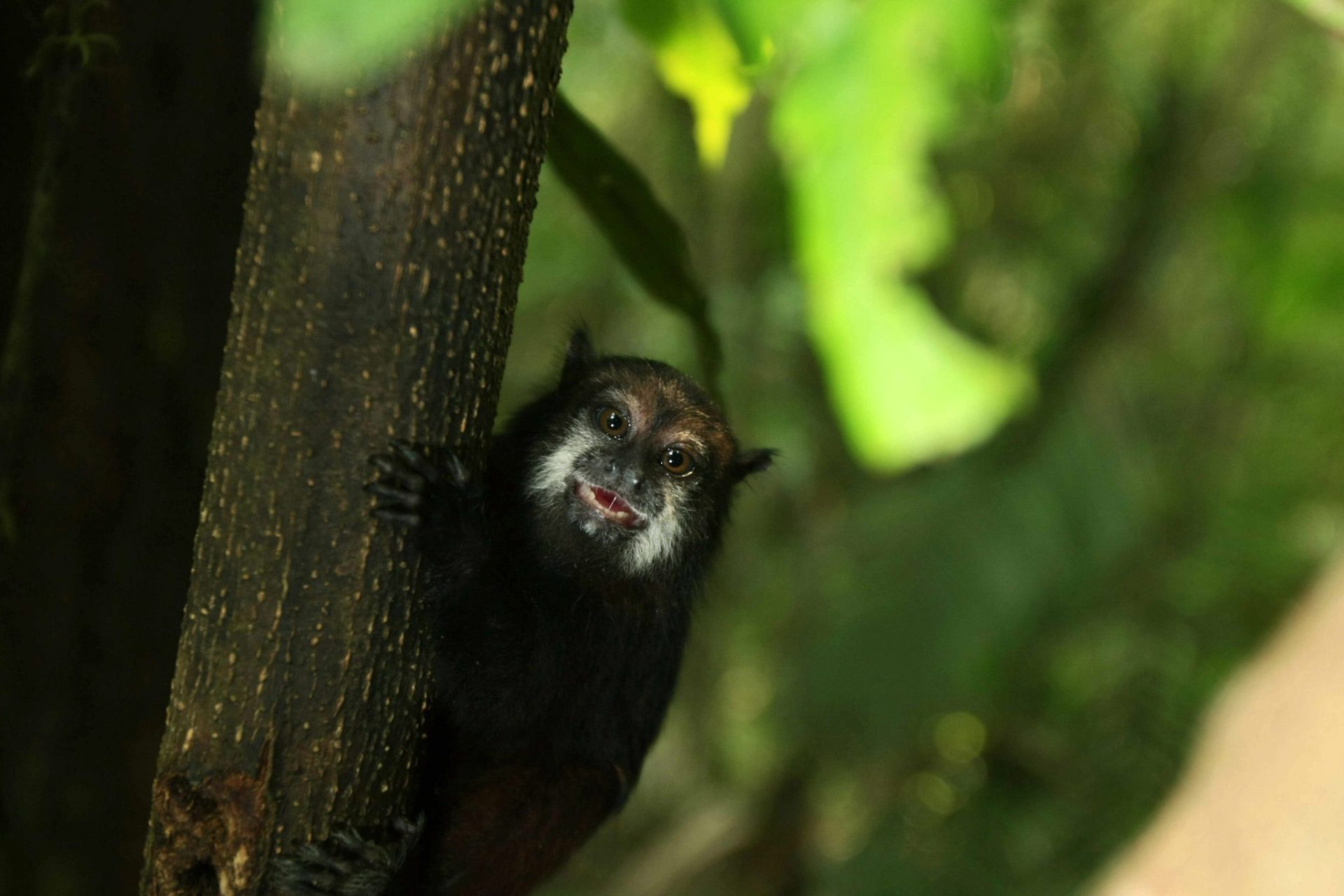 Un tití pigmeo en el Parque Nacional de Amacayacu.