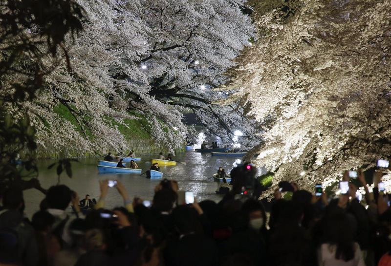 Cientos de personas se congregan para observar el florecimiento del cerezo en Tokio, Japón.