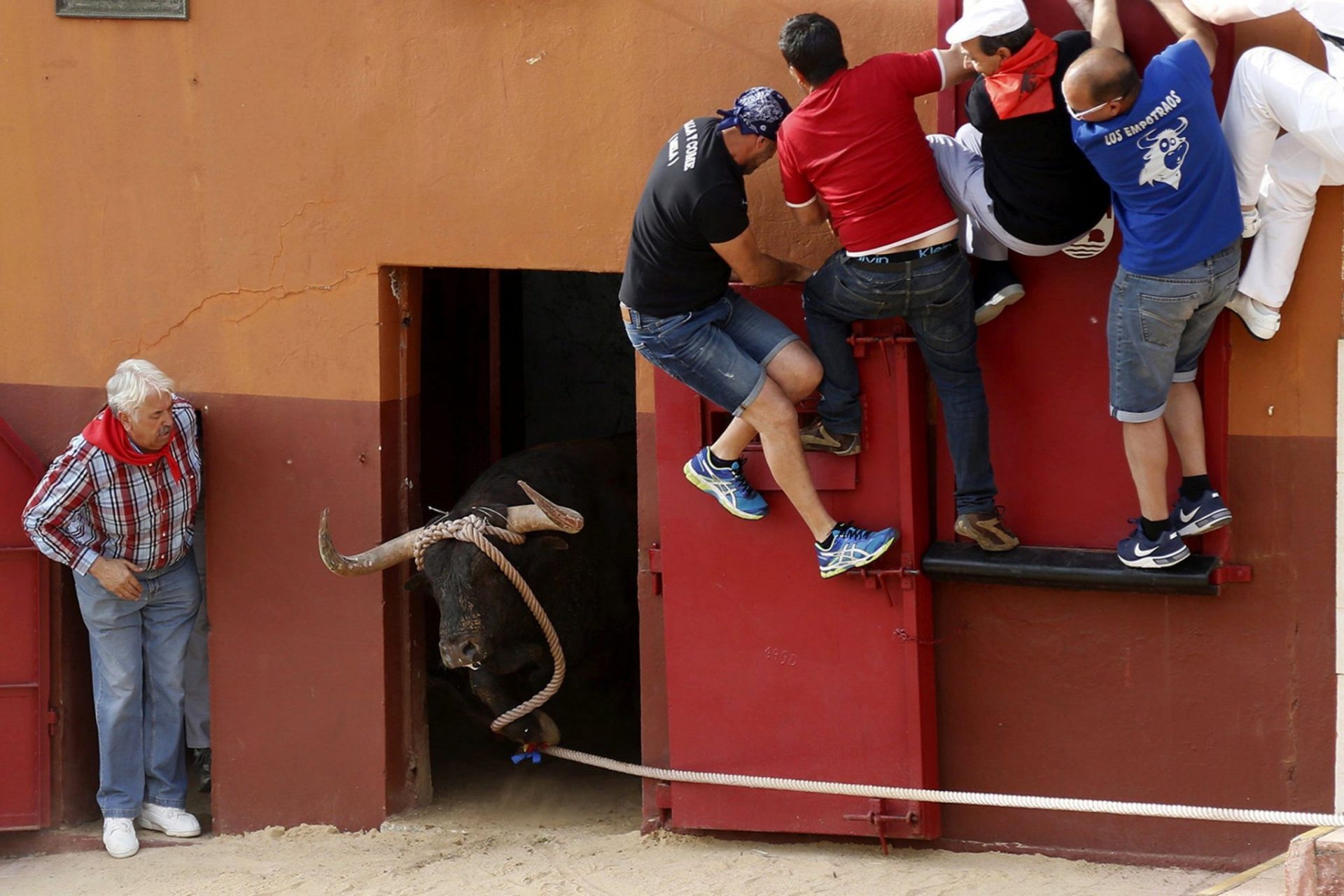 GRA455. BENAVENTE (ZAMORA), 25/05/2016.- El toro "Pitarroso", de la ganadería de Samuel Flores y 650 kilos de peso, protagoniza la carrera del Toro Enmaromado de Benavente (Zamora), un espectáculo taurino tradicional en el que un astado recorre las calles de la localidad atado por los cuernos a una maroma con la que es guiado por los corredores. EFE/Mariam A. Montesinos