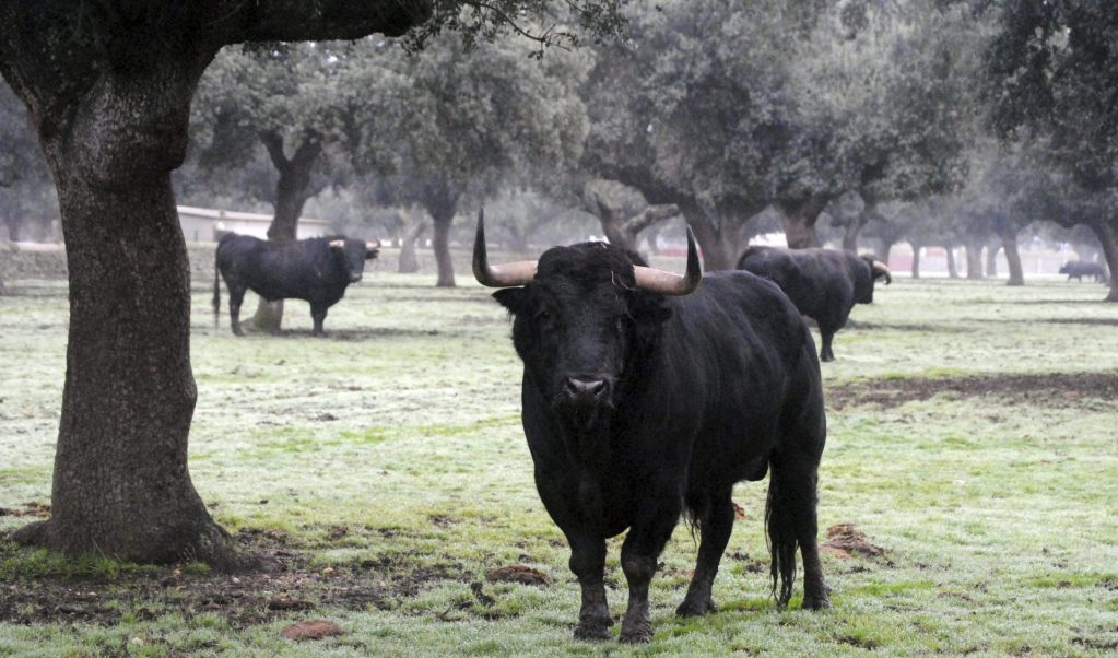toros de lidia en una dehesa