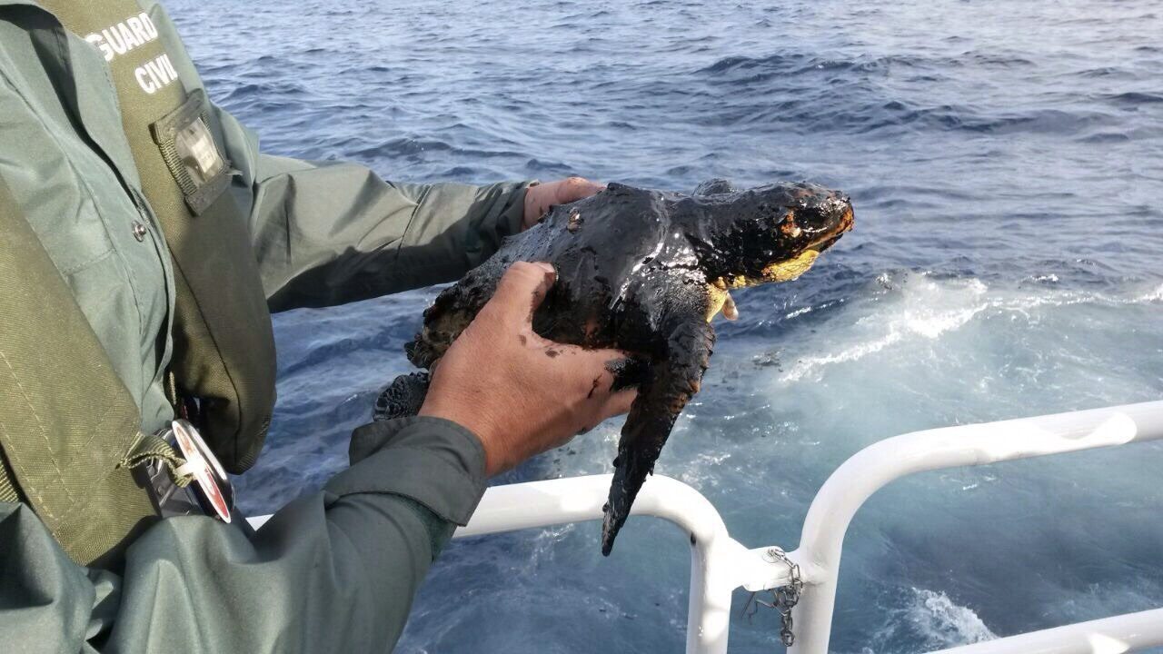 Foto de la tortuga boba impregnada de fuel: primera víctima del Oleg Naydenov. EFE/Seprona GC