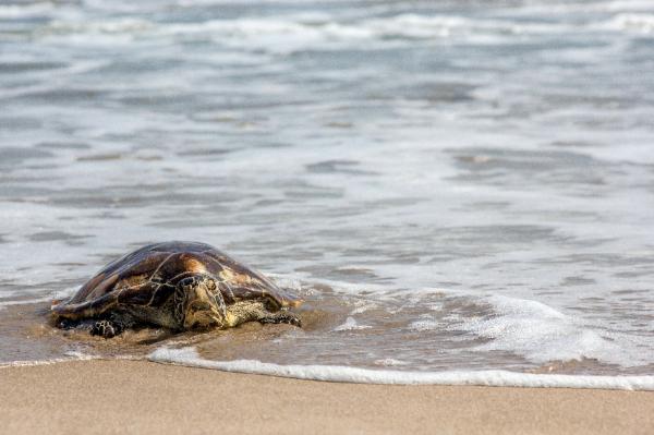 Uno de los ejemplares de tortuga boba (caretta caretta) que esta mañan se han liberado en la playa de El Saler. EFE/Avanqua.