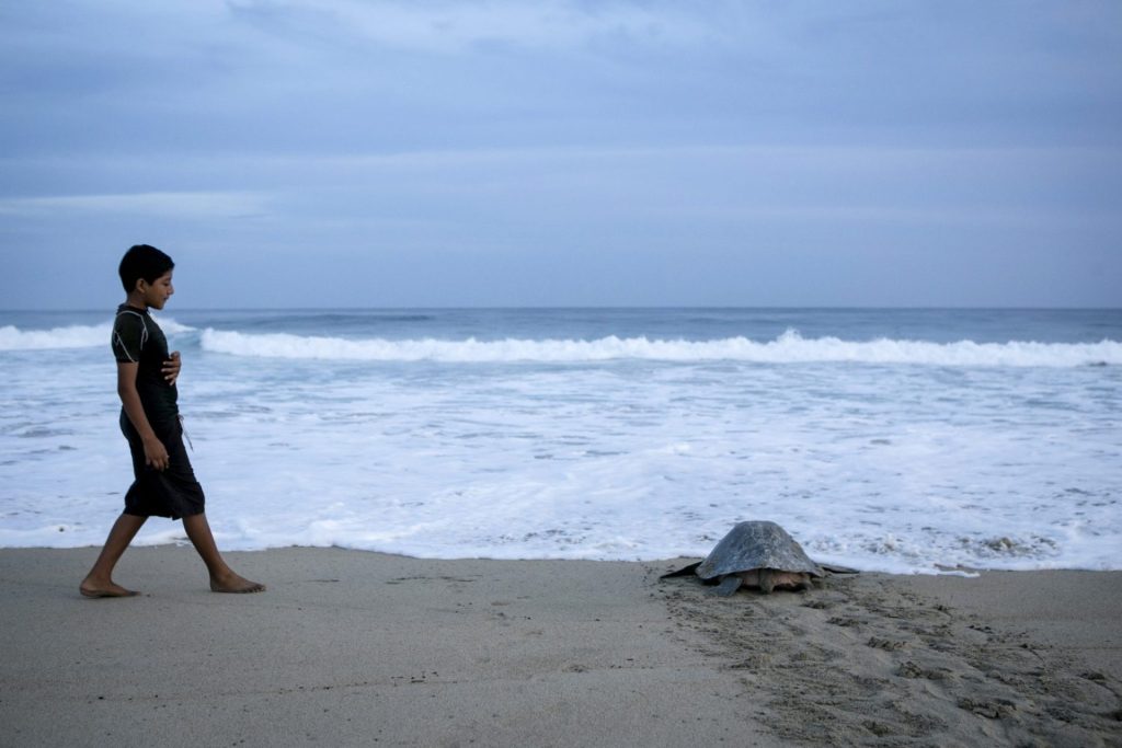 En riesgo el ciclo de reproducción de la tortuga marina por el cambio climático.