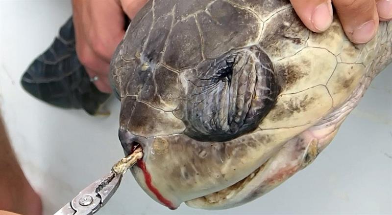 Sangre sale de la nariz de la tortuga mientras le sacan el trozo de plástico de su nariz.