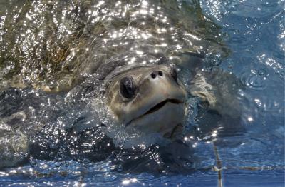 Una tortuga herida por las redes de pesca se recupera en un centro de biología marina.