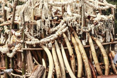 Foto de archivo de una pira de colmillos de elefantes y productos marfil en Adis Ababa, (Etiopía). EFE/Solan Kolli