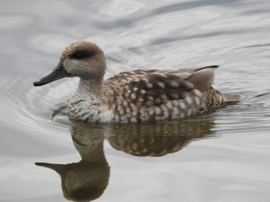 Cerceta Pardilla (Marmaronetta angustirostris) en el Parque Natural de El Hondo de Elche (Alicante), especie catalogada En Peligro de Extinción. Especie con plan de recuperación aprobado en la Comunidad Valenciana. FOTO: Lara Naves Alegre