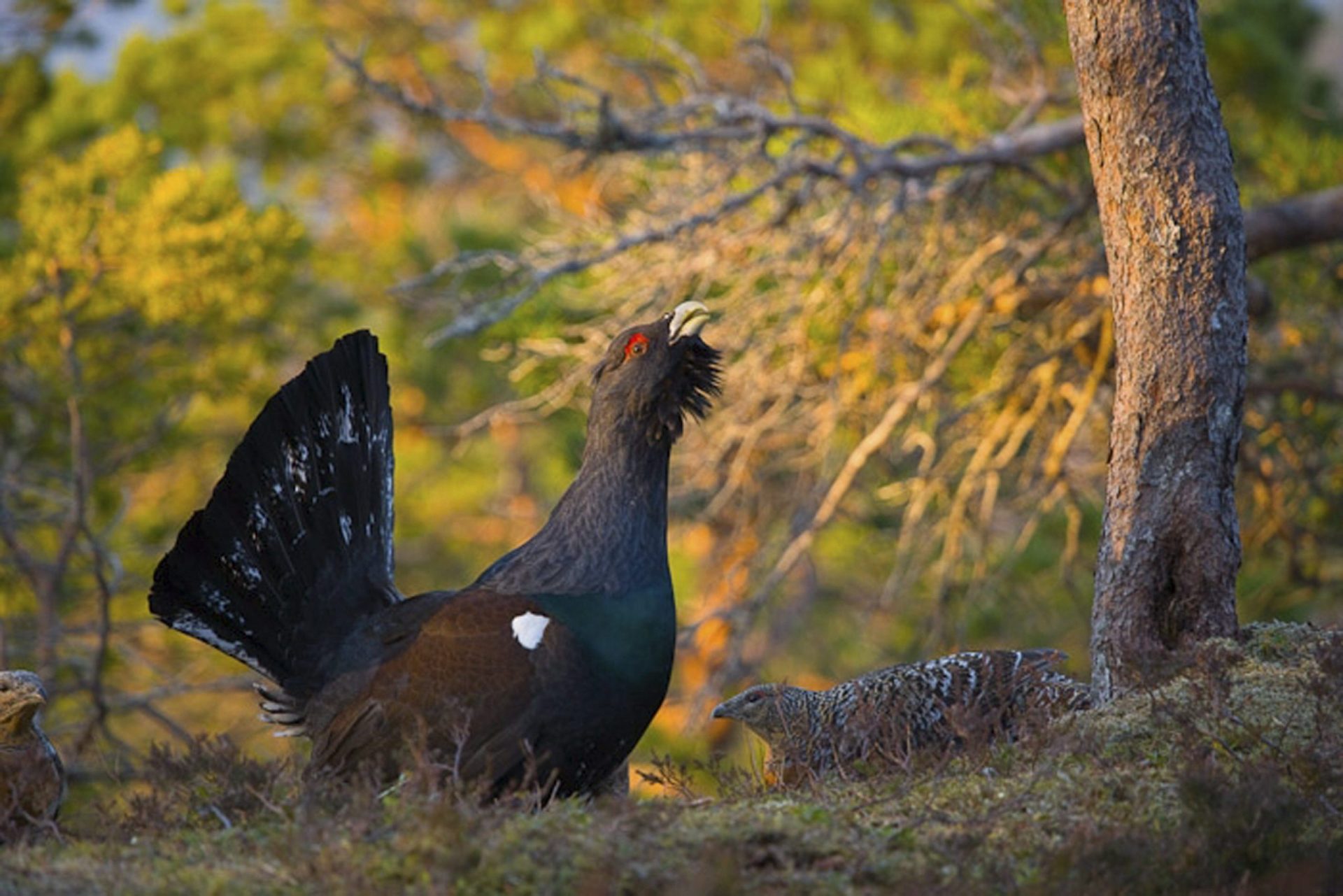 Fotografía facilitada por SEO/BirdLife de ejemplares de urogallo cantábrico