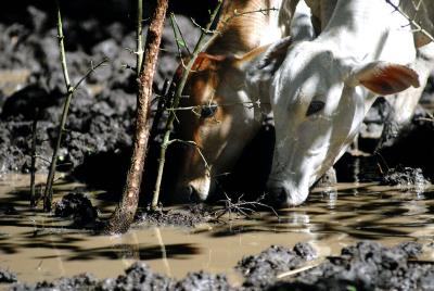 dos vacas beben agua tras unas inundaciones en Bolivia